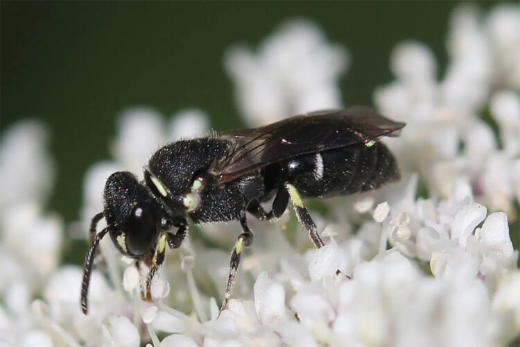 Backyard bee watchers, photographers help discover multiple new species in Pa.